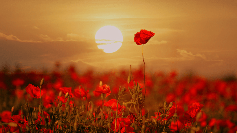 Royal British Legion in Seale and Sands
